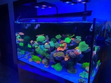 海缸膜海缸贴膜海水缸珊瑚缸过滤蓝光去蓝光膜海缸拍照滤镜玻声奇