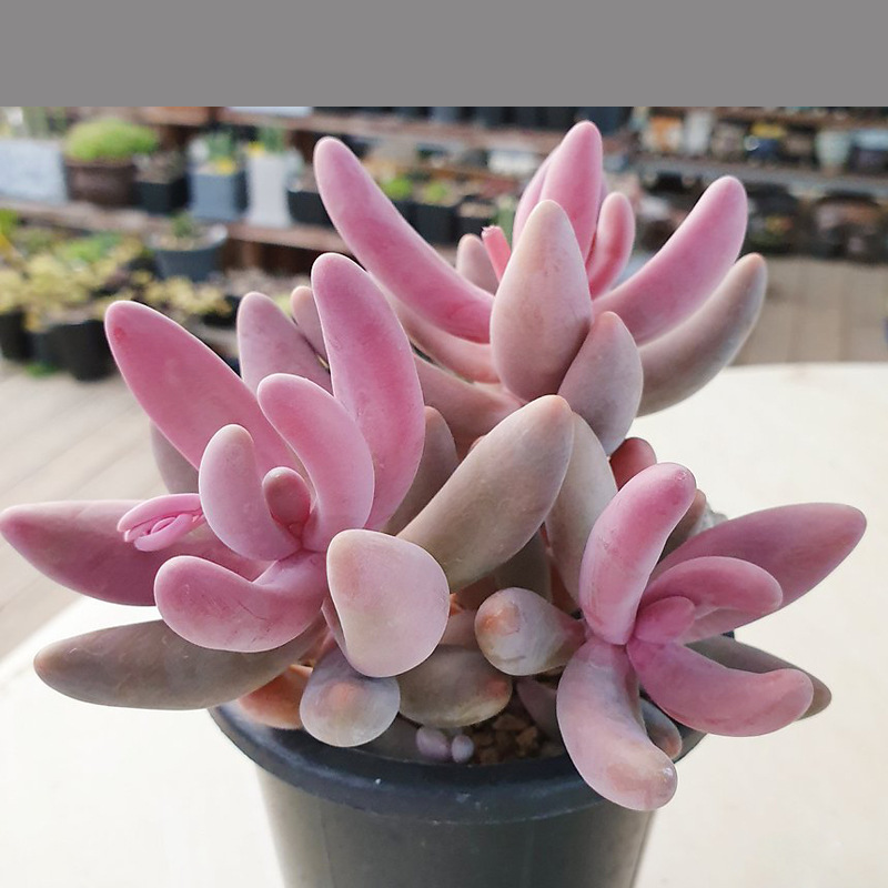 多肉植物红手指多头老桩新款云南稀有贵货绿植园艺花卉悬崖桩多肉