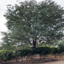 合欢树苗湖南基地直供南北方庭院别墅园林景观绿化植物合欢树苗