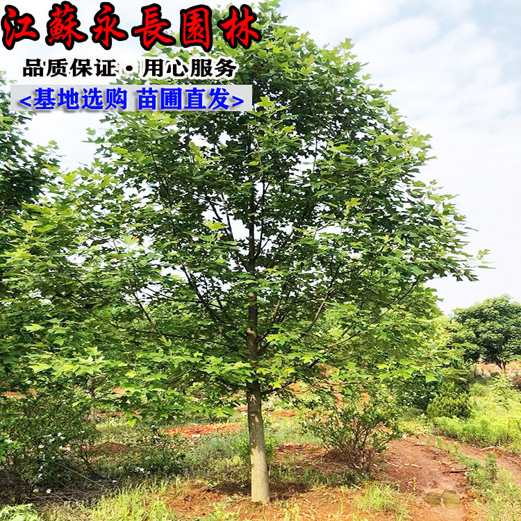 马褂木树苗基地批发 工程绿化乔木园区移栽行道树苗子马褂木鹅掌