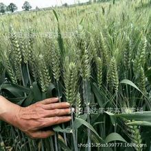 批发大麦种子水培牧草种子大麦草猫草饭麦倮麦赤膊麦草坪当年新种