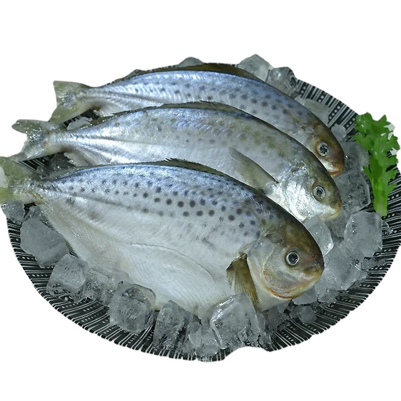 5斤包邮新鲜南极雪花鲳鱼鲜活冷冻海鲜非银鲳鱼白鲳鱼-阿里巴巴