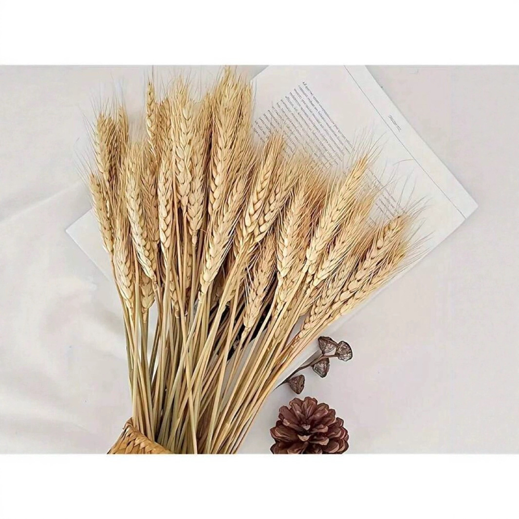 厂家供应大麦现货批发开业花篮大麦拍摄道具干花真花麦子风干贴标