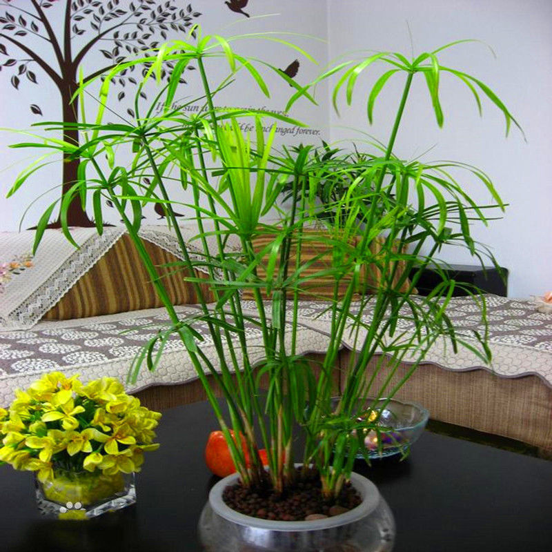 水竹水培竹子水生植物风车草旱伞草水棕竹沼泽过滤龟缸池塘植物