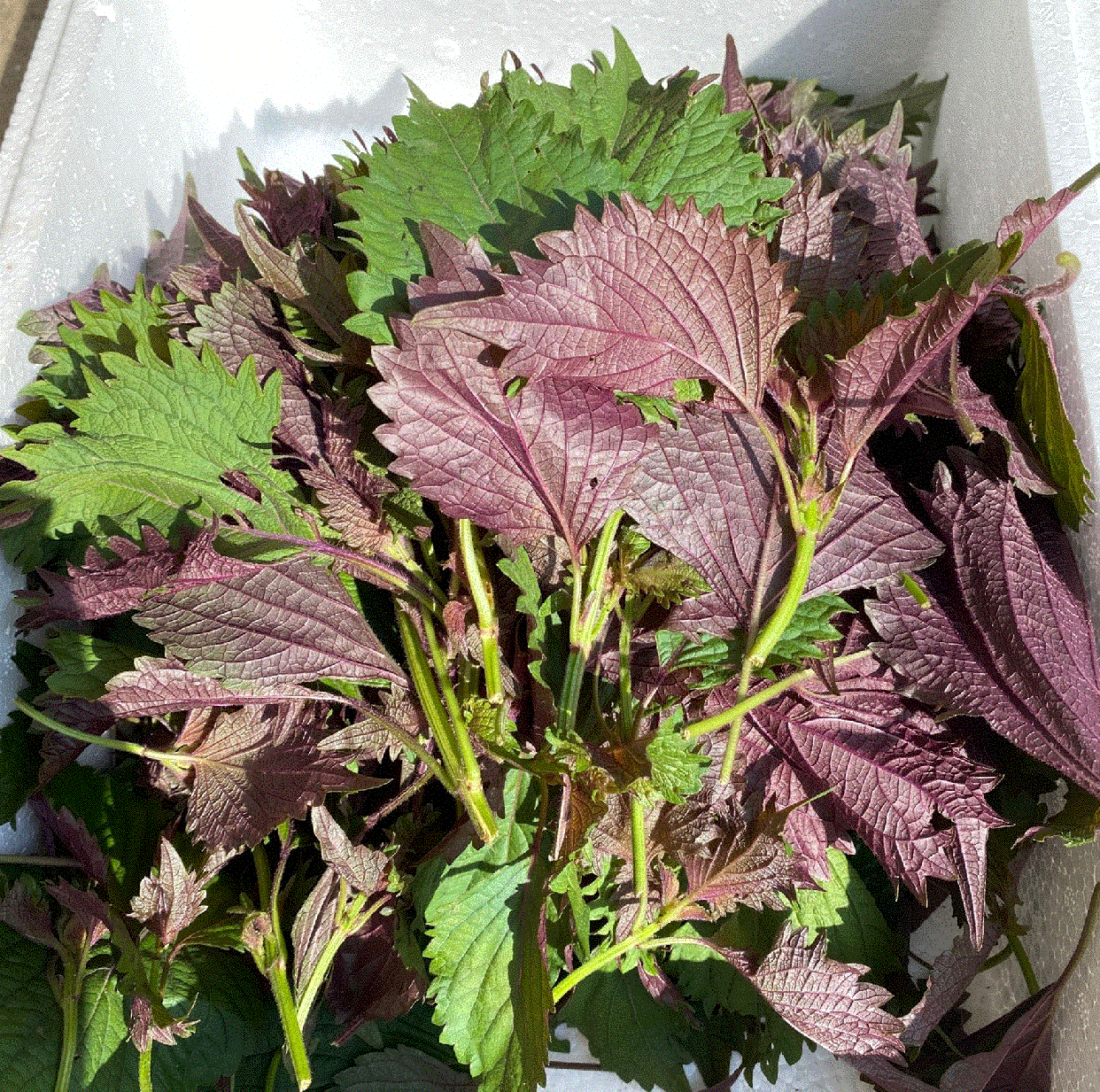 ll紫苏叶新鲜食用湖北农家紫苏饭店鱼虾去腥味双面紫色叶子50