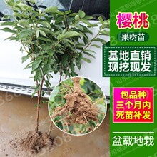 顺丰5斤大连佳红黄樱桃车厘子新鲜水果孕妇包邮黄雷尼金尔_阿里巴巴找