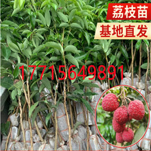 广西荔枝苗无核妃子笑三月红糯米糍荔枝苗带土带叶南北方种植果
