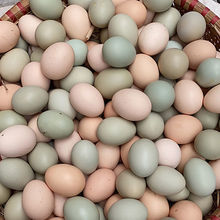 土鸡蛋批发农家散养新鲜绿壳乌鸡蛋混合装儿童孕妇营养蛋整箱厂家