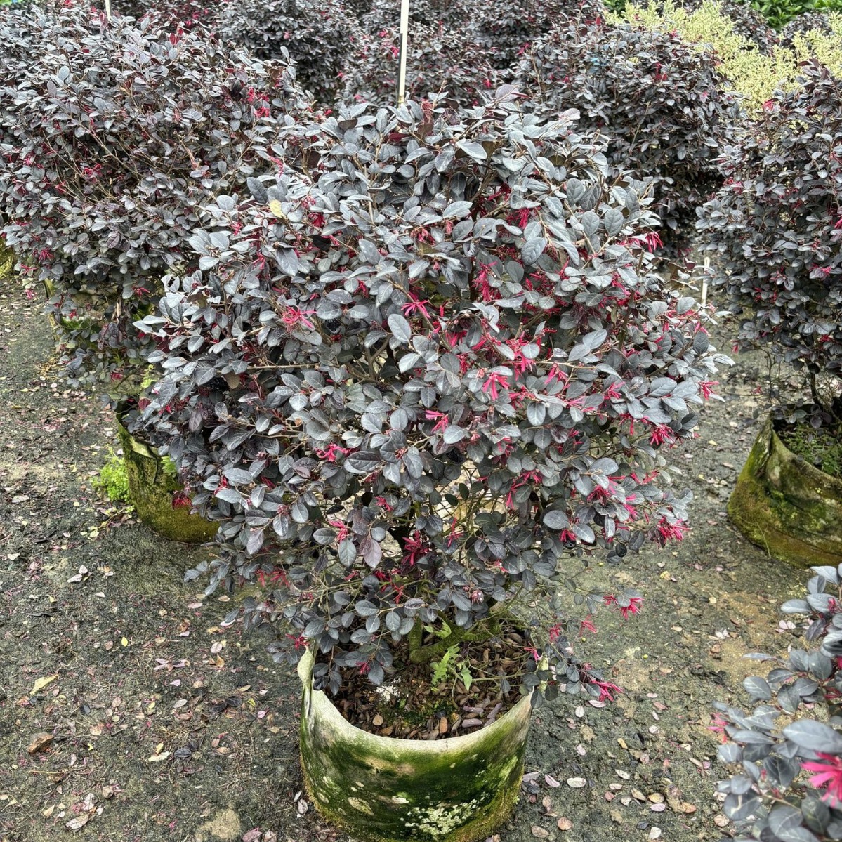 红花继木球红继木球造型精品球红继木桩绿篱色块绿化工程苗木盆栽