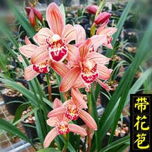 带花苞  浓香型建兰四季兰 快车小姐 兰花易开花绿植花卉