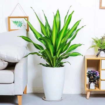 金边巴西铁树盆栽 香龙血树 室内植物 客厅绿植 花卉观叶植物盆栽