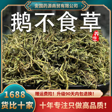 鹅不食草中药材新鲜鹅不食鹅不吃草石胡荽新干货可打鹅不食草粉末