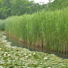 水生芦苇根苗公园荷塘绿化植物净化水质岸边造景花卉水体湿地批发