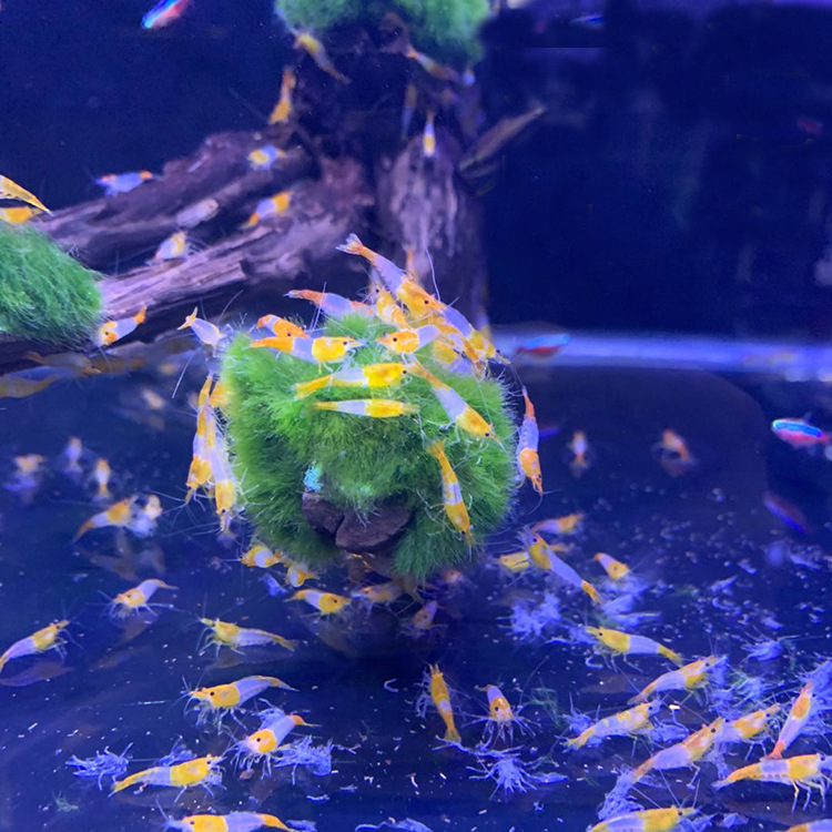 水族宠物虾活体橙琉璃虾热带观赏淡水草缸成虾清洁鱼缸除藻工具虾