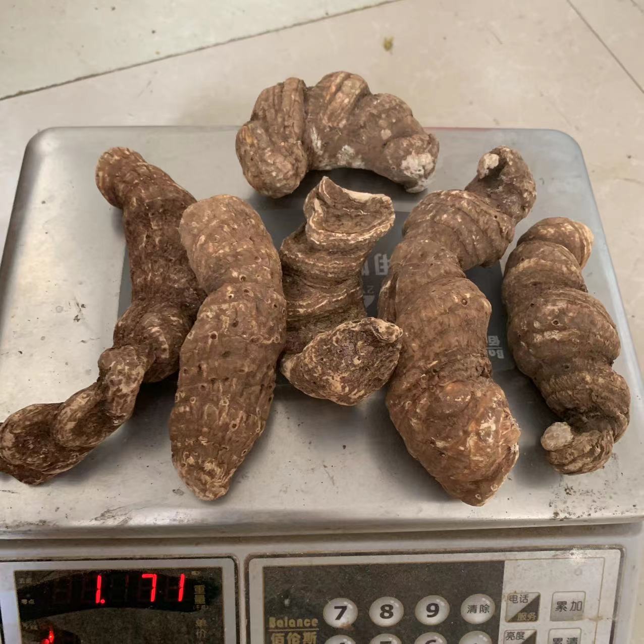 昆明重楼