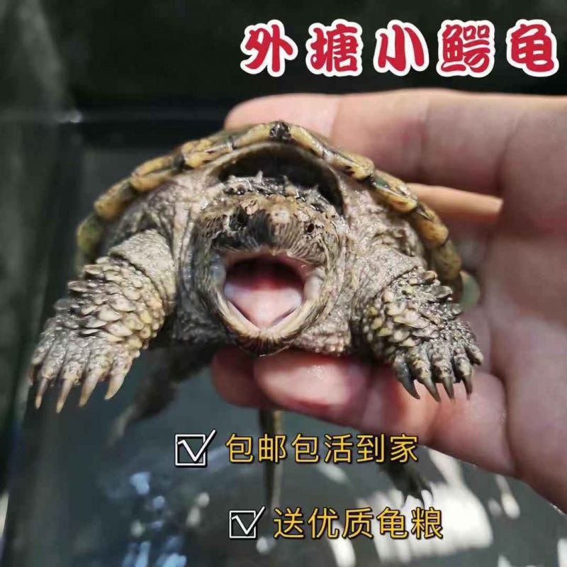 北美小鳄龟苗杂佛宠物龟观赏龟杂佛食肉龟外塘凶猛小乌龟-阿里巴巴