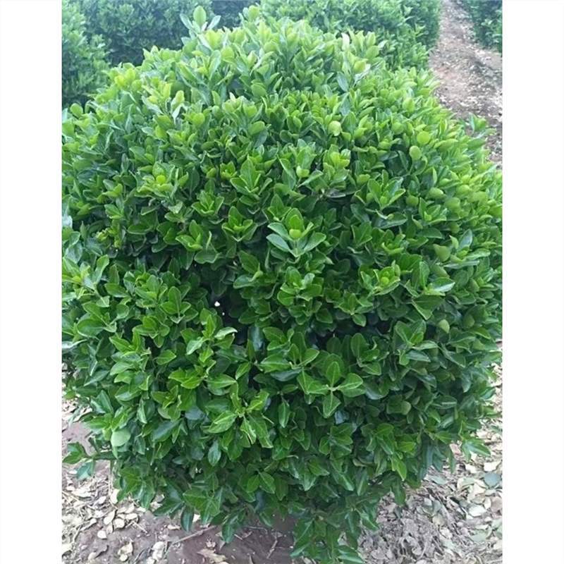 黄杨球红花继木冬青球红叶石楠球庭院四季常绿植物金森女贞龟甲球