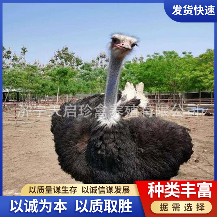 非洲成年鸵鸟 非洲鸵鸟批发 鸵鸟活体 鸵鸟养殖-阿里巴巴