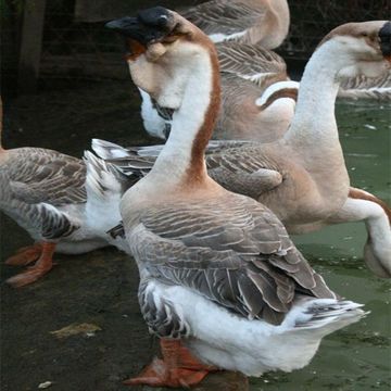 正宗狮头鹅脱温鹅苗 大种狮头鹅苗活体 灰狮头鹅活苗价格