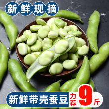 现摘新鲜农家带壳嫩生蚕豆米兰花胡豆大青豆豆荚当季新鲜蔬菜包邮