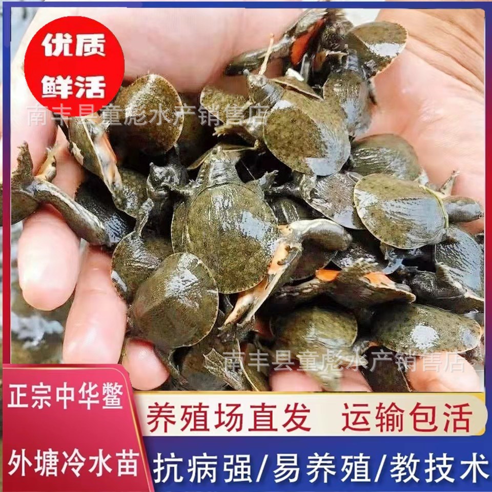 甲鱼苗批发黄沙品种黄甲外塘冷水养殖池塘水库套养源头基地发