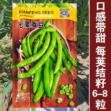 七星蚕豆种子特大高产罗汉豆胡豆种子新品种大粒南方秋播蔬菜种子