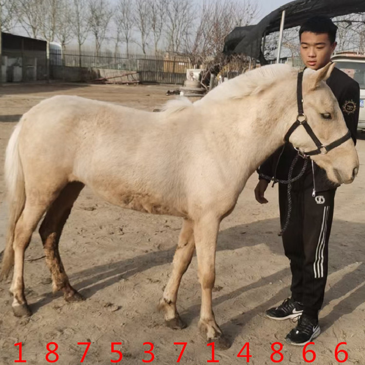 景区供儿童骑乘马德保矮马出售 社特兰宠物马 白龙马哪里卖马驹