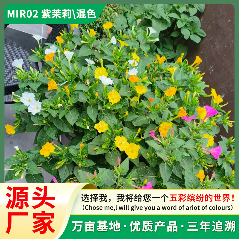紫茉莉花种子混色茉莉花地雷花种子阳台易种盆栽五彩香茉莉花种子