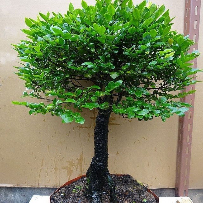 景观树名贵小叶紫檀盆景单头老桩空气绿植阳台办公桌树桩盆栽代发