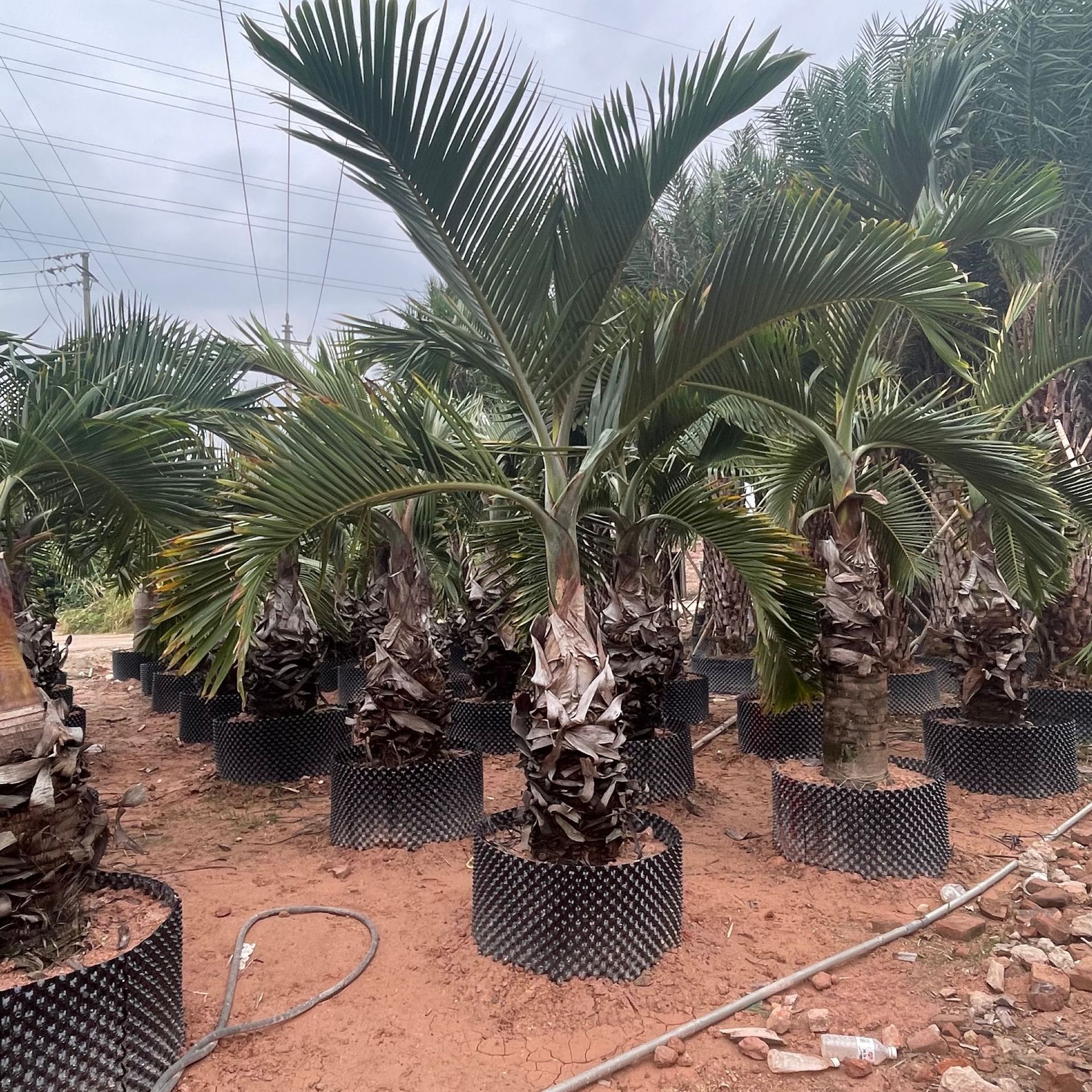 造景椰子树酒瓶椰子产地批发棕榈树热带植物景观树酒瓶椰子-阿里巴巴