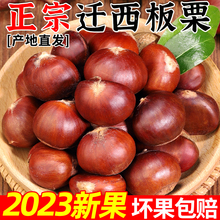 迁西板栗2023年有机栗子新鲜当季现摘大粒油栗小毛栗子生粟