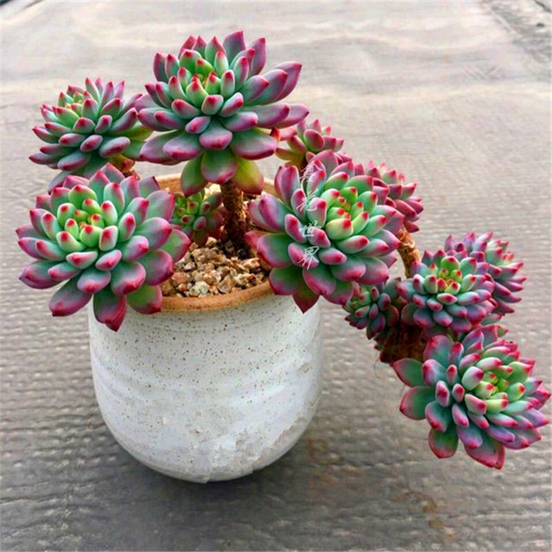 大颗多肉植物蓝苹果非老桩悬崖精品办公桌带盆栽好花绿植爆盆