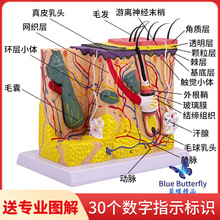 50倍人体皮肤组织结构放大解剖模型医学美容整形立体皮肤放大模型