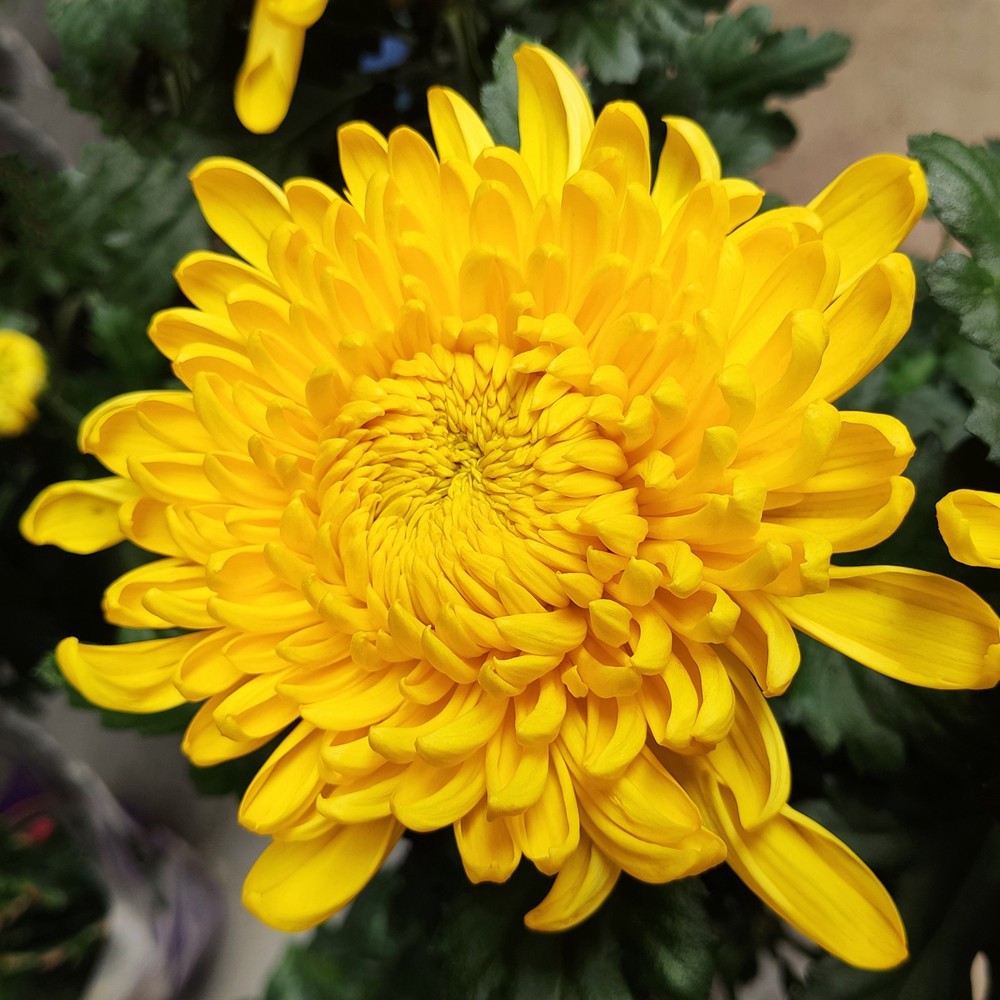 【黄白菊】清明节 中元节 重阳节 大白黄菊花 祭祀鲜花花束