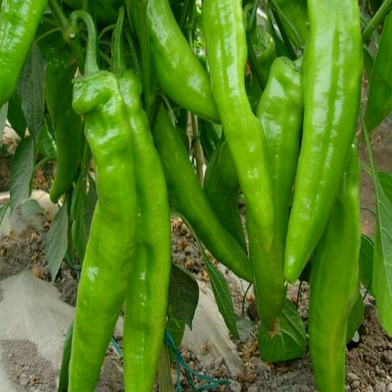 辣椒新鲜青椒尖椒脆皮薄皮虎皮青辣椒本地土赖椒特价长辣椒批发