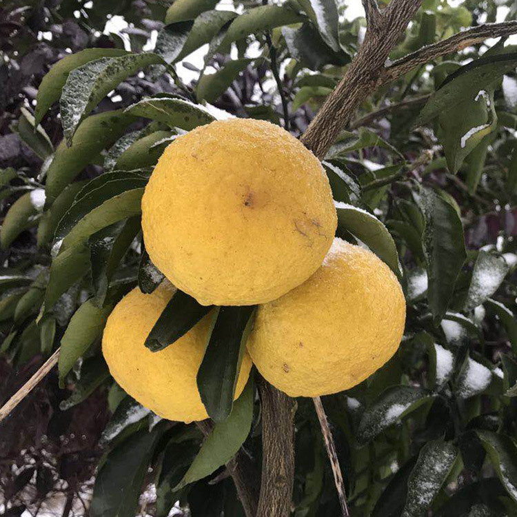 基地果树苗纯甜无酸黄金贡柚苗盆栽新品种柚子苗庭院种植甜柚树苗