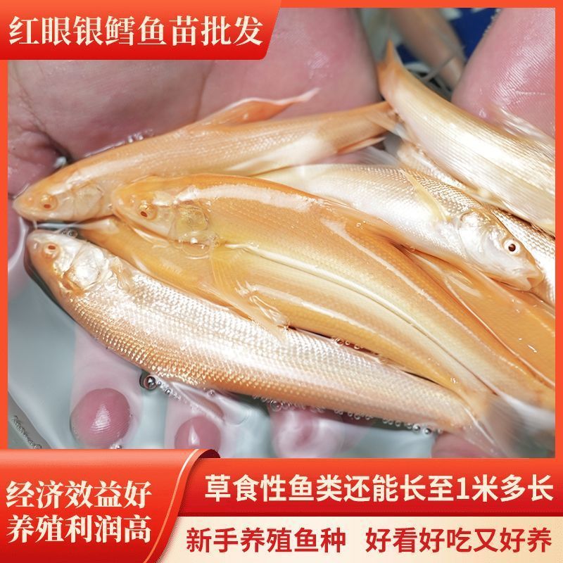 红眼银鳕鱼赤目黄化大鳞鲃红鳕鱼白子龙淡水原生观赏鱼冷水鱼