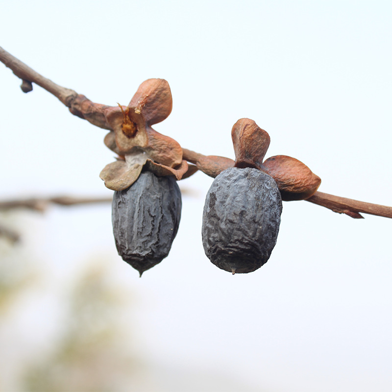 无核特产黑枣君迁子软枣小柿子干软枣饼新鲜水果干零食品非红枣