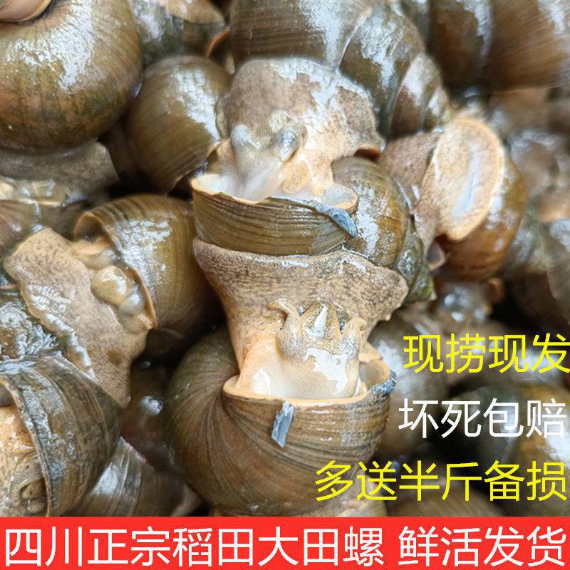 稻田大号田螺鲜活新鲜脆螺田螺肉田螺活的螺蛳石螺螺丝泥螺-阿里巴巴