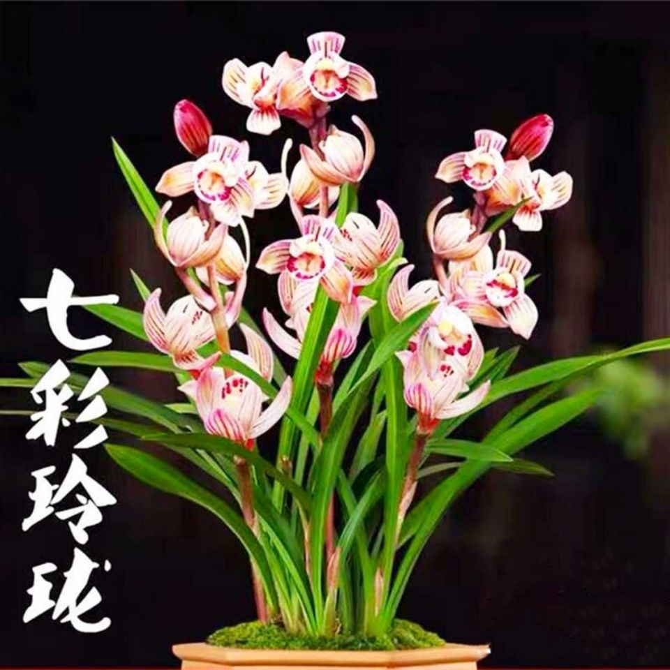 浓香四季建兰 七彩玲珑  盆栽花卉室内好养植物