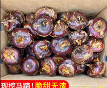 广西特产新鲜马蹄9斤荸荠当季现挖脆地栗农家水果5斤饽荠即食大中