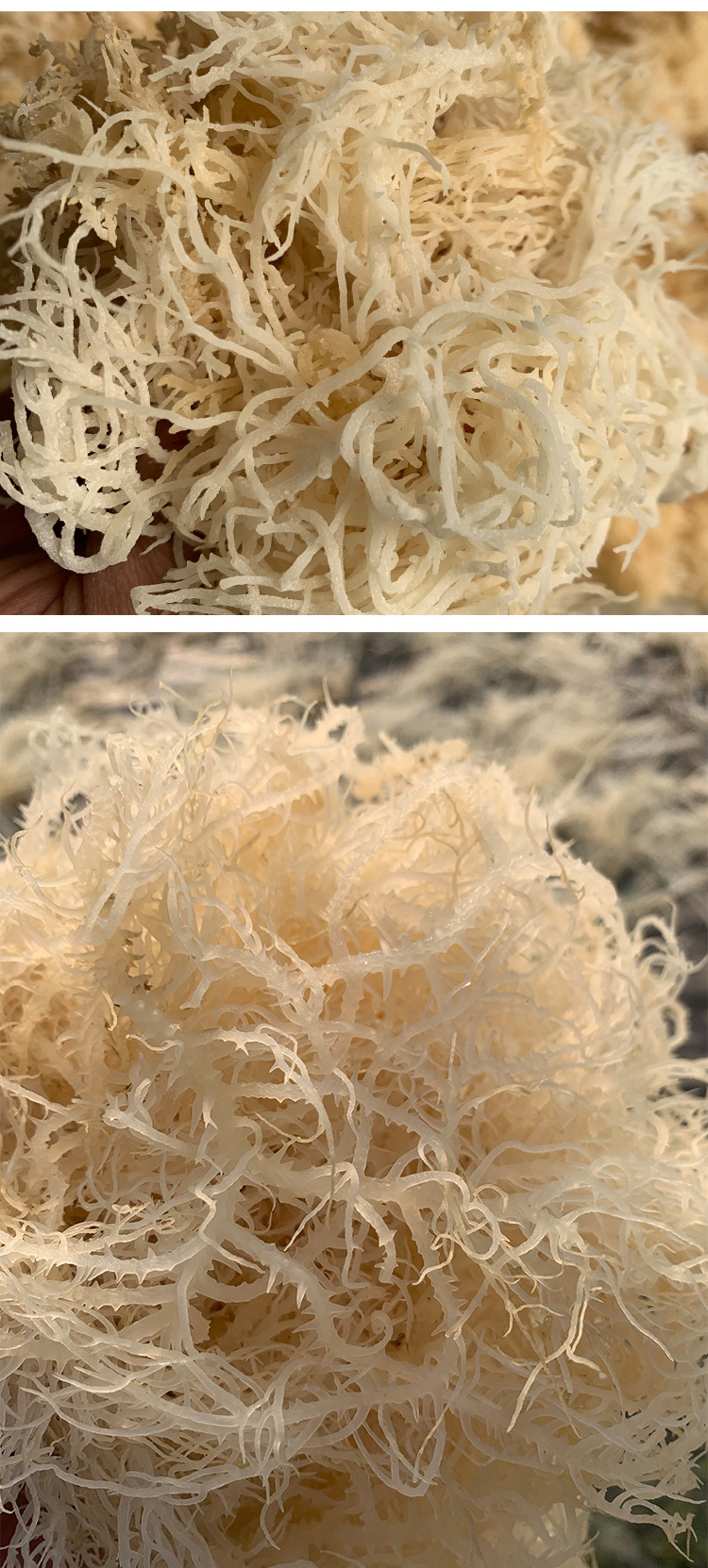 半干潮货鹿角菜夏季凉拌菜龙须菜 海石花即食海藻裙带菜龙须菜