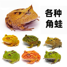 角蛙宠物招财变异小青蛙黄金蛋黄皮卡丘小丑姥爷树蛙红钟角蛙非牛
