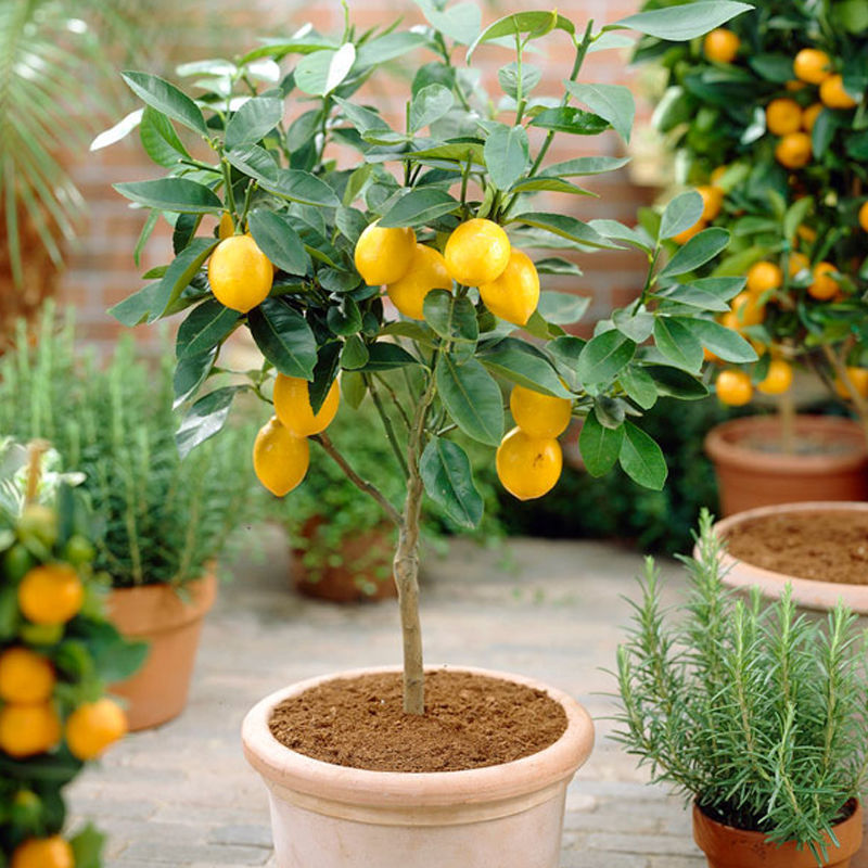 柠檬树盆栽带花苞室内阳台办公室四季种植花卉绿植易成活柠檬树苗