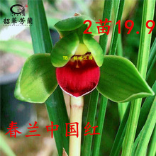 一件代发名贵兰花苗浓香金边矮种四季开花荷瓣中国红河红雪影红素
