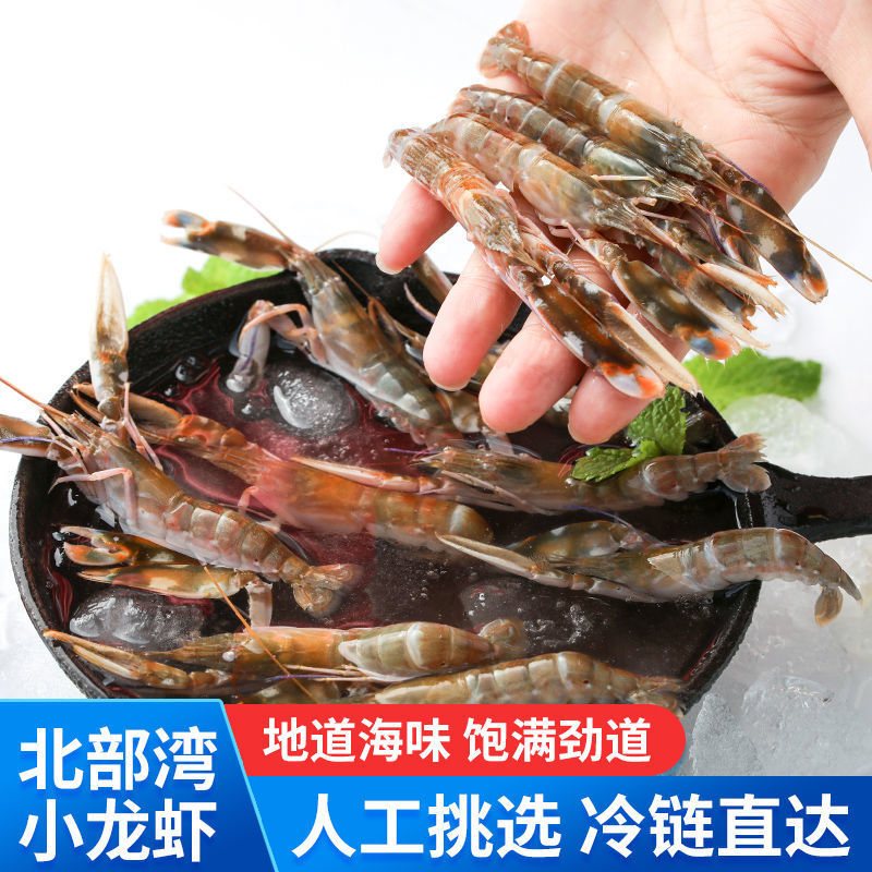 北部湾北海天然小龙虾海水虾狗虾新鲜海龙虾冰鲜海鲜水产品