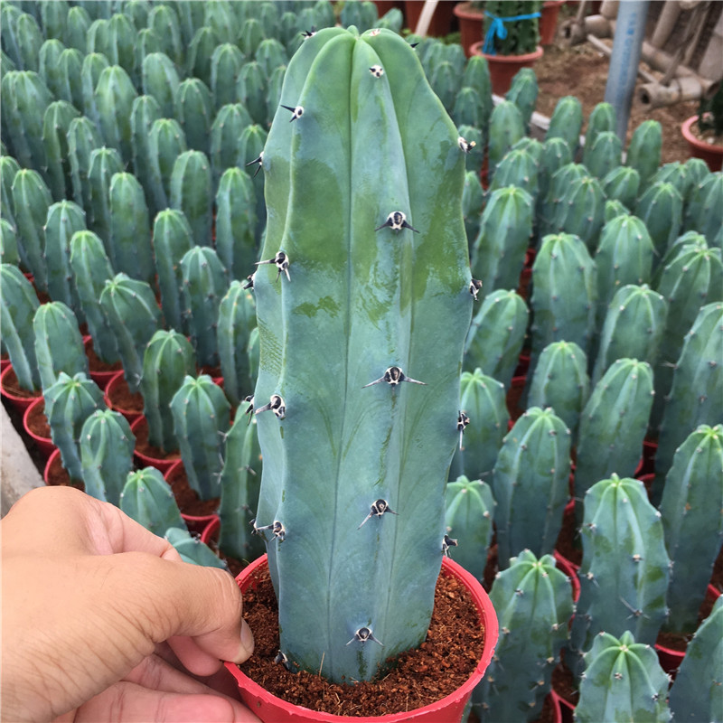 仙人掌龙神木仙人柱色蓝粗直易养美观室内吸甲醛多肉植物绿植盆栽