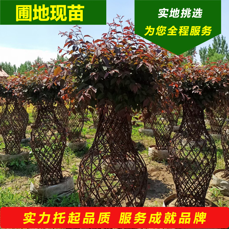 榆叶梅花瓶造型树 红叶榆叶梅编织树 高档景观绿化树苗 量大优惠