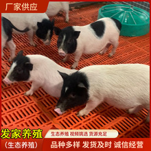 香猪幼崽纯种广西网红藏香猪黑猪仔活苗二代花猪小香猪活体活物宠