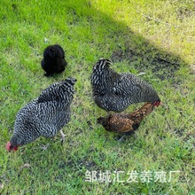 人工养殖芦花鸡 可繁殖可下蛋 家禽家养 景区适用品种不一